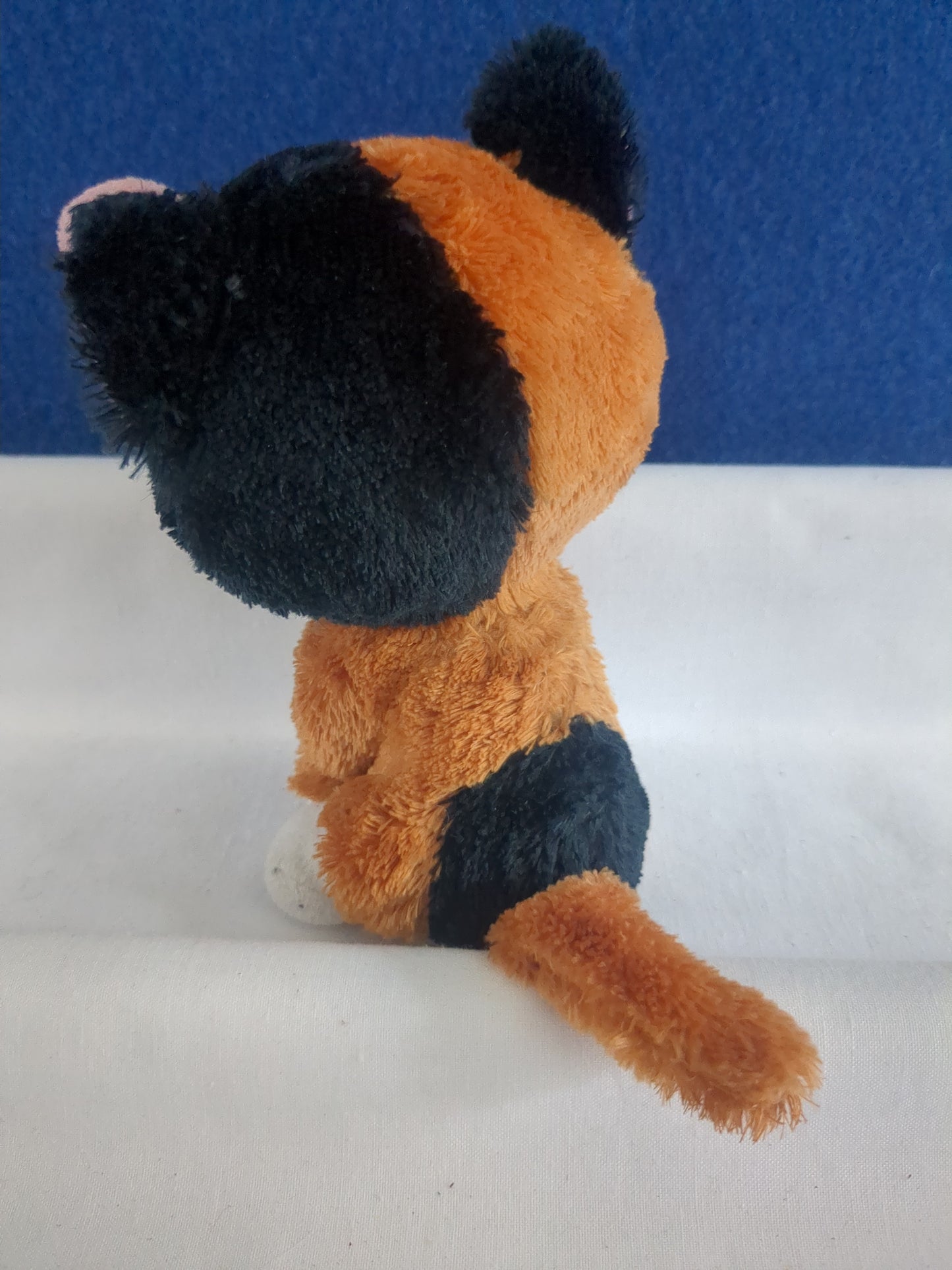 TY Tauri the Cat
